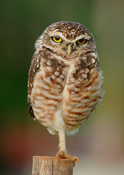 From Wikimedia Commons - A Burrowing Owl - Athene Cunicularia - near Goianiagoias, Brazil - Fourth placed finalist in the Picture of the Year Competition, 2013