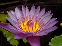Lotus_india_cropped