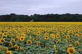 Field_of_sunflowers