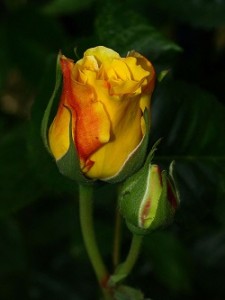 Yellow rose 2