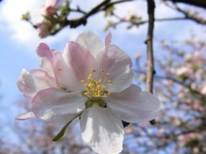 Apple-flowers-spring
