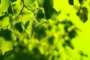 Bright_Green_Spring_Leaves_Creative_Commons